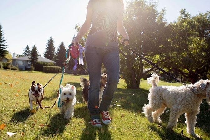 Շների զբոսանքի համար մայրաքաղաքում առանձնացված վայրեր կլինեն