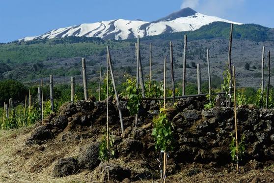В пещере на Сицилии нашли немного 6000-летнего вина