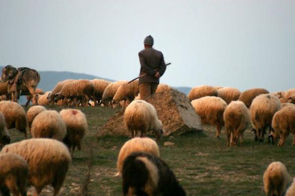 Թուրք հովիվը հատել է հայ-թուրքական պետական սահմանը