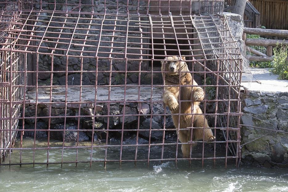Daily Mail: В Армении десятки медведей живут в ресторанах - в ужасных условиях
