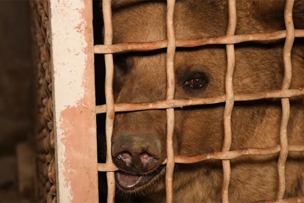 В Армении спасли грустного медведя Петра
