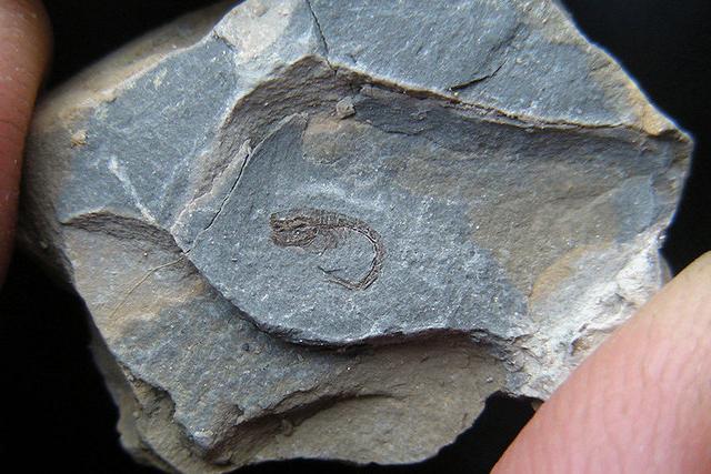 Интересная находка: палеонтологи обнаружили в среднемеловых известняках в Андах окаменевшие останки более пятисот древних ракообразных