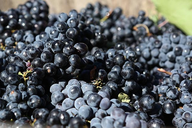 В швейцарском научном журнале MDPI вышла статья о генетических и морфологических признаках армянских сортов винограда