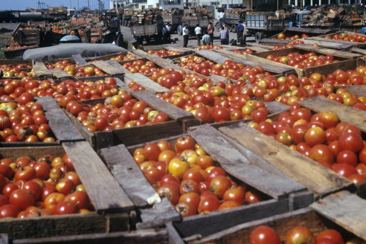 В РФ не пустили более 17 тонн азербайджанских помидоров