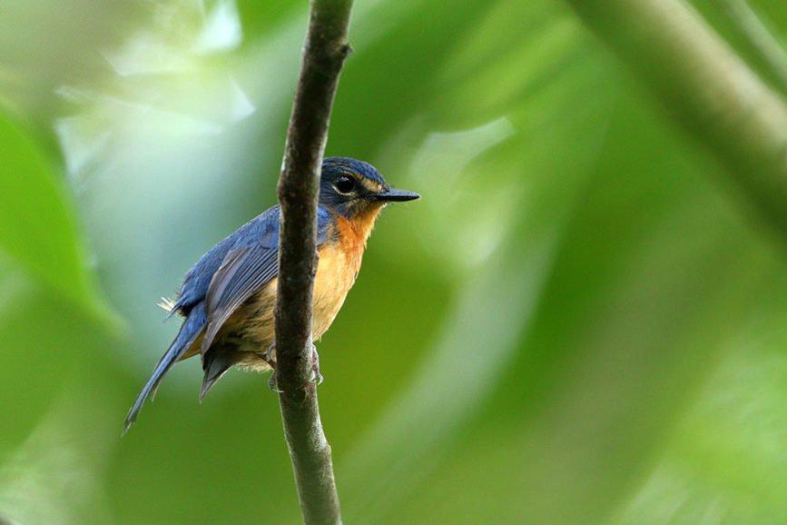 Крупнейшая орнитологическая находка ХХI века: в Индонезии за одну экспедицию обнаружили сразу 10 новых видов птиц 