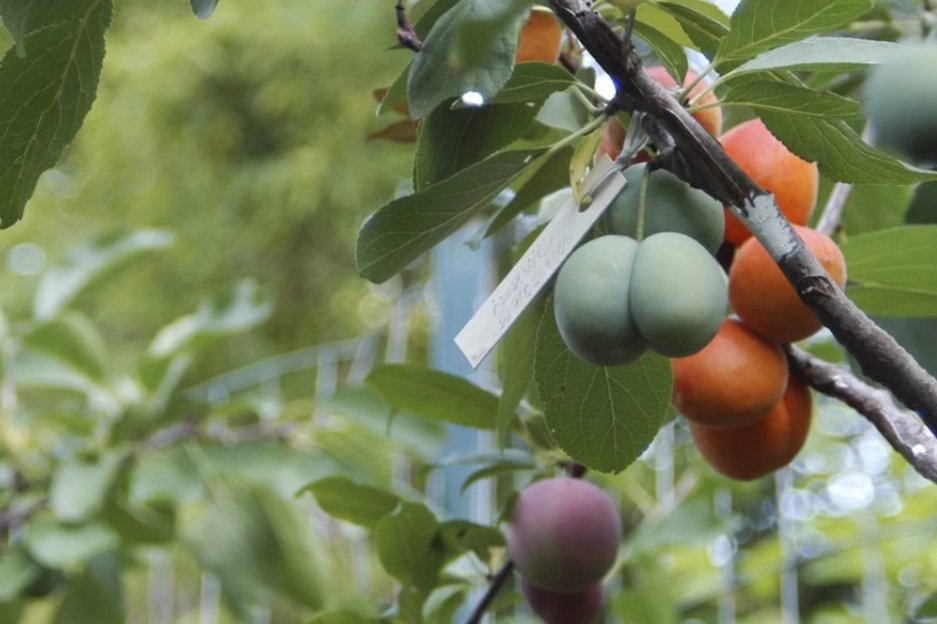 Американский профессор вырастил дерево, на котором растут сразу 40 разных фруктов