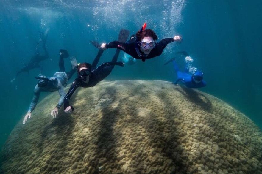 В Австралии обнаружили самый огромный коралл Большого Барьерного рифа возрастом более 400 лет