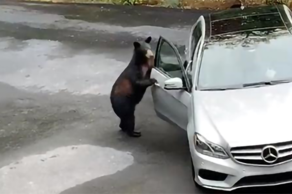 В США медведь «взломал» и попытался угнать автомобиль 