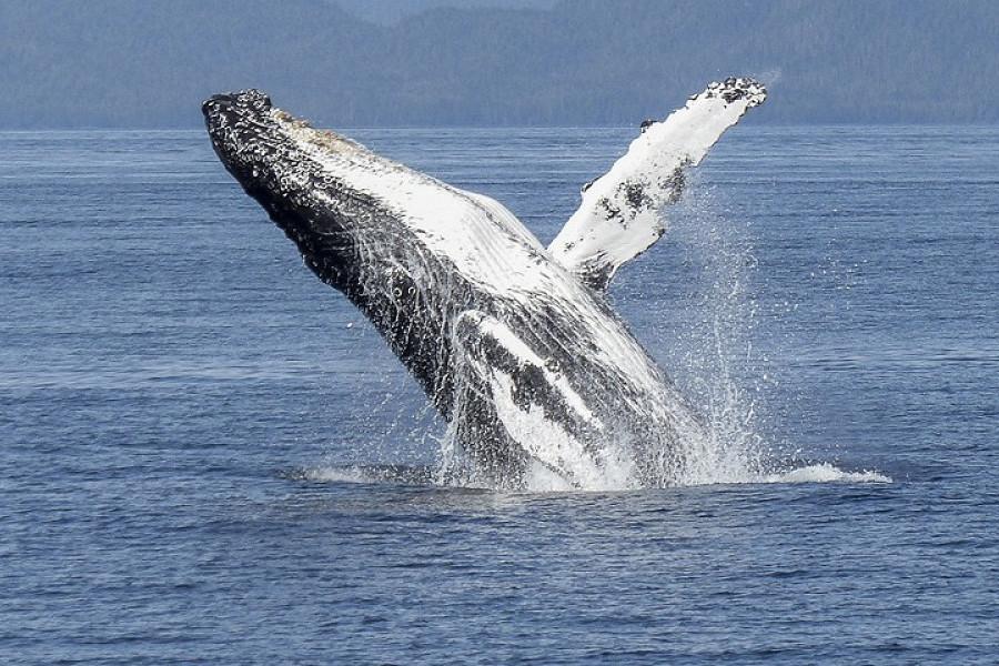 Крайне редкий случай: дайвер выжил после того, как его проглотил горбатый кит