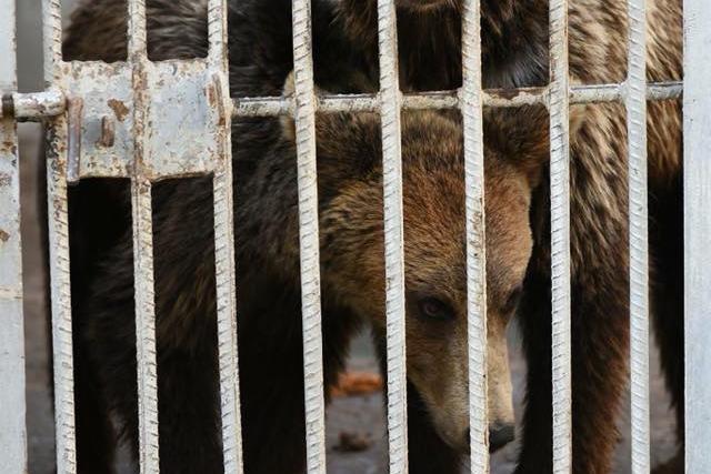 Принадлежавшие Манвелу Григоряну медведи переведены в ереванский зоопарк