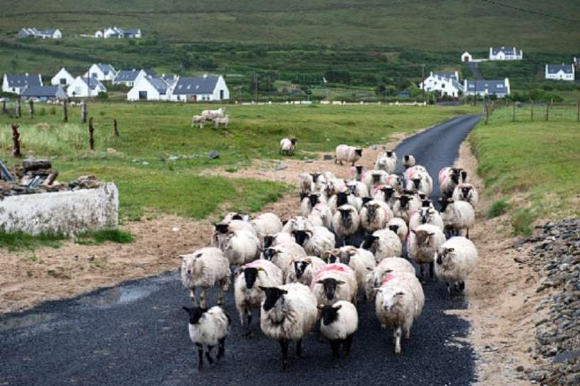 Невероятный случай: во французскую школу зачислили 15 баранов и овец и вот почему