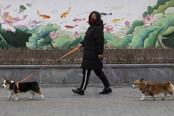 Одумались: Китай причислил собак к домашним животным – они впредь официально не являются съедобными животными