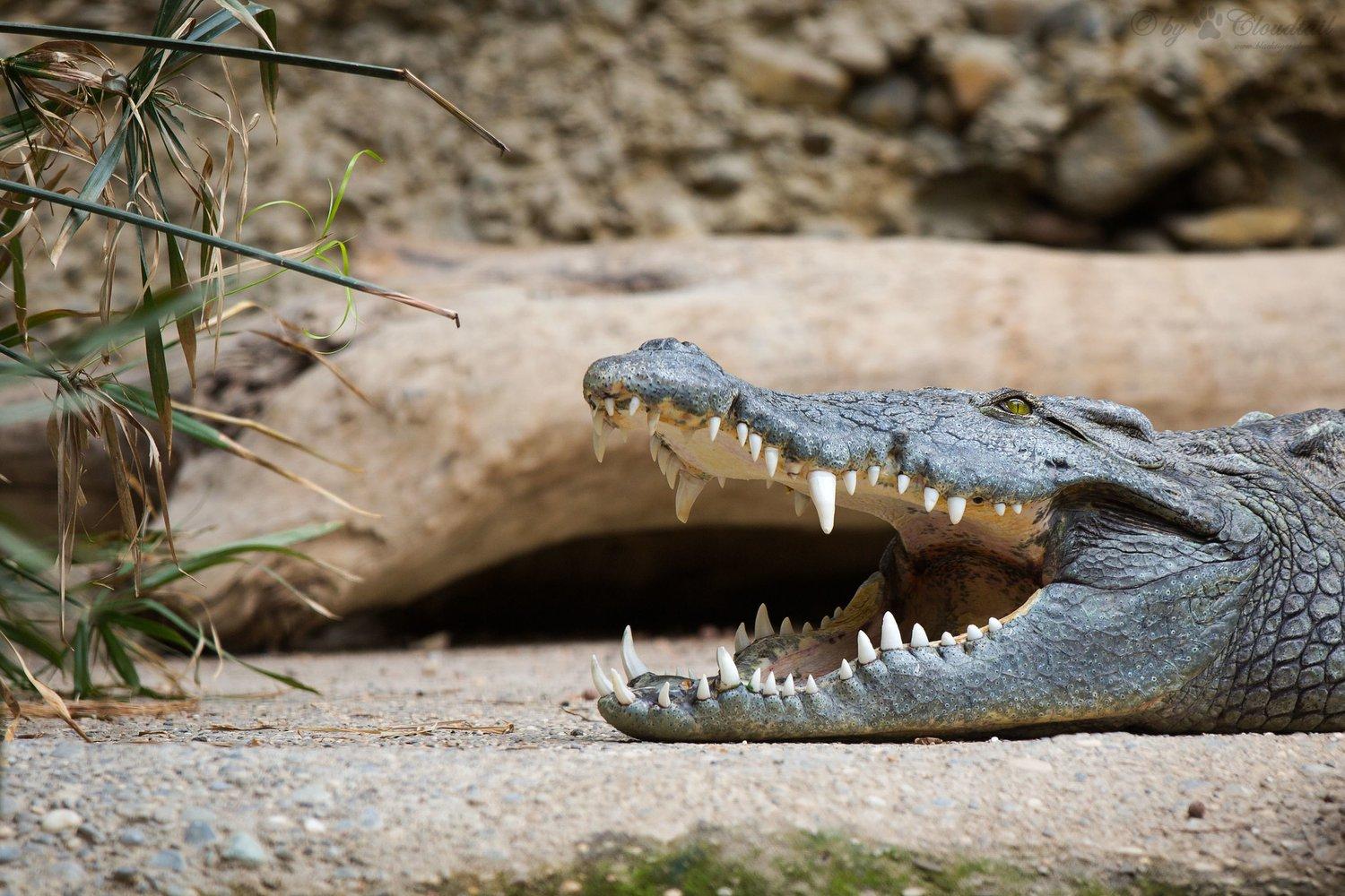 National Geographic: житель Руанды нарушил карантин и пошел рыбачить, a eго съел крокодил