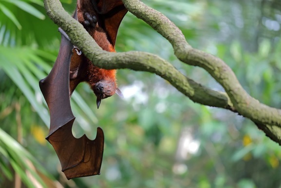 ВОЗ предупредила о возможности пандемии, которую может вызвать вирус Nipah, выявленный в 1999 году 