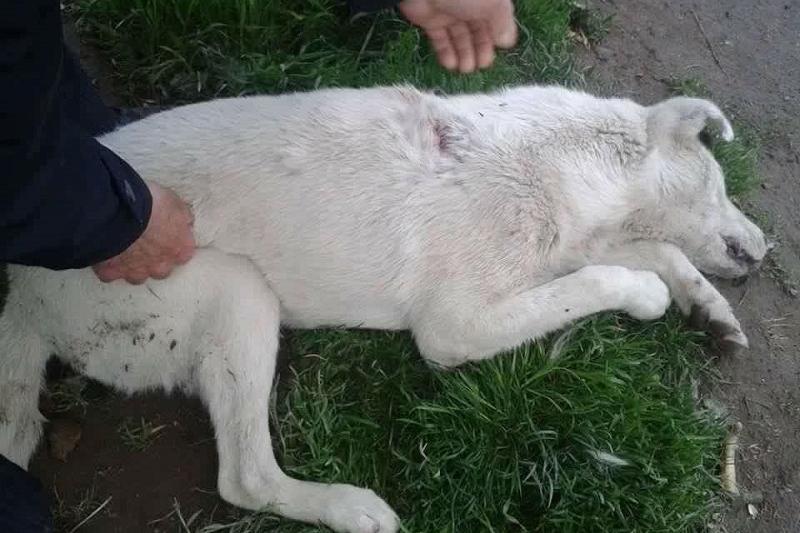 Их может убить каждый: В Армении по приказу бывшего полицейского собаку и ее щенка забили камнями
