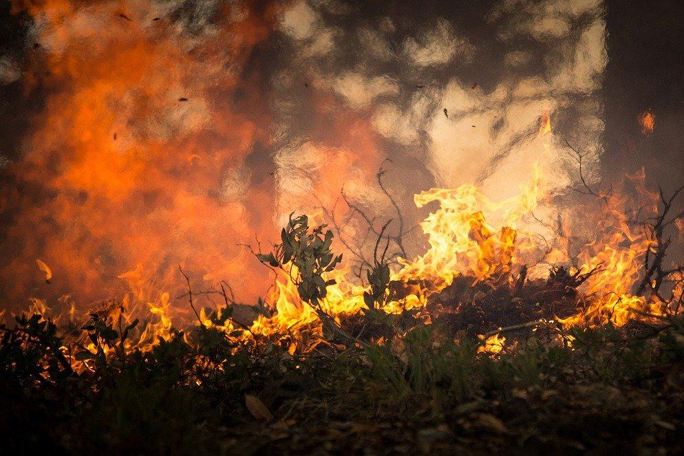 Ученые разработали экологически чистую огнеупорную жидкость: она поможет предотвратить лесные пожары