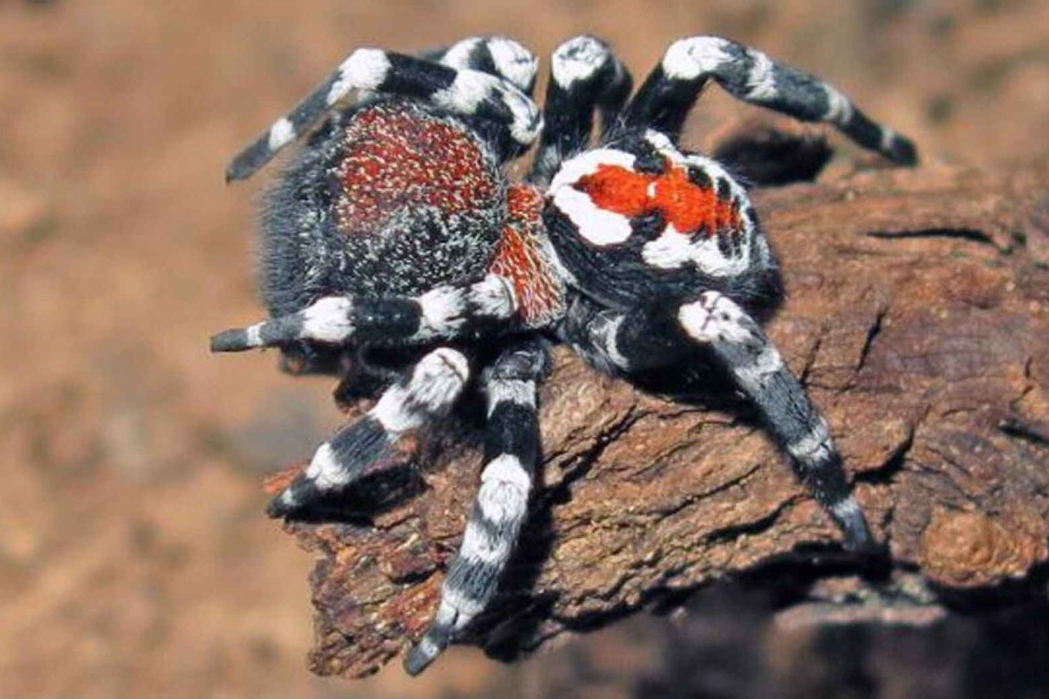 Новый вид пауков с Джокером на спине назвали в честь актера Хоакина Феникса