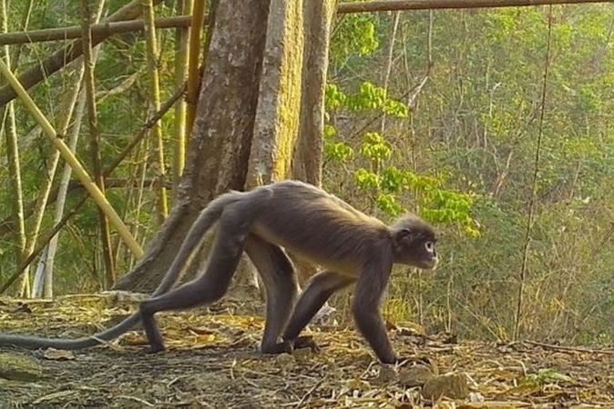 WWF опубликовал список из 224 видов растений и животных, недавно открытых в малоизученных районах Азии
