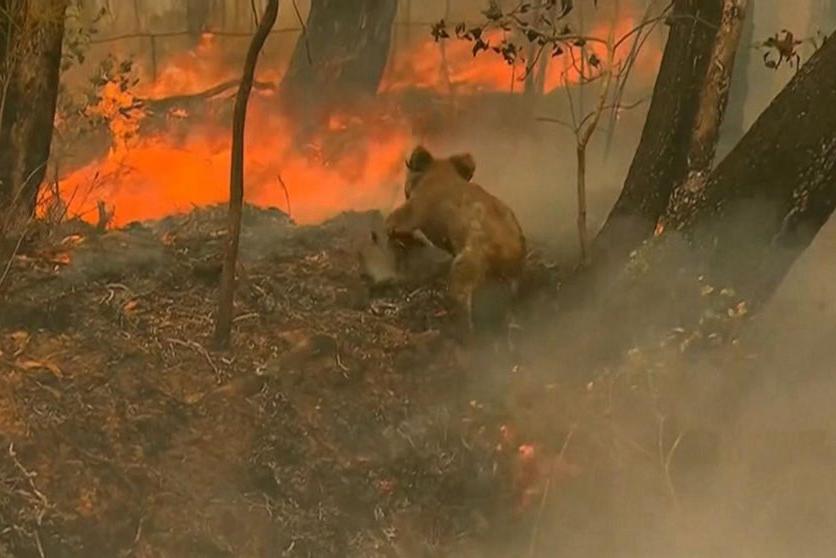 «Просто естественный инстинкт». Австралийка без раздумий бросилась в огонь, чтобы спасти коалу