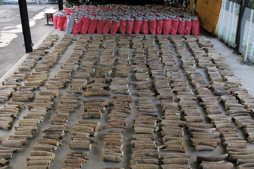 В Сингапуре конфисковали рекордное количество контрабандной слоновой кости, которую получили примерно от 300 животных
