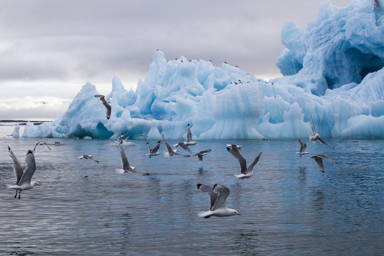 Угроза судам и добывающим платформам: Баренцево море наводнили айсберги из Гренландии