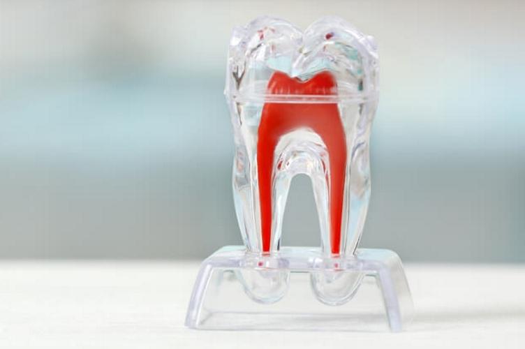 Как заставить зубы расти снова: ученые нашли способ 