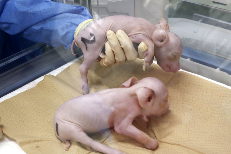 Японские ученые вывели первых свиней для трансплантации человеческих органов