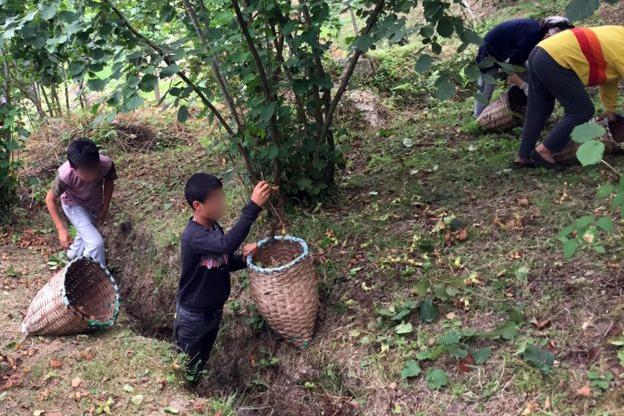 На плантациях орехов в Турции эксплуатируют детей: часть собранного ими урожая попадает в «Нутеллу»