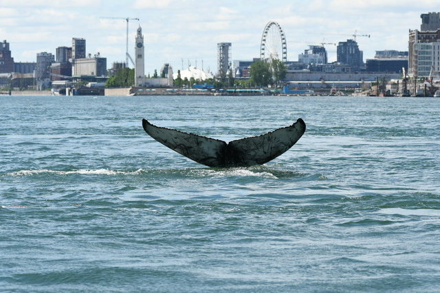 В канадский Монреаль по реке Святого Лаврентия приплыл горбатый кит