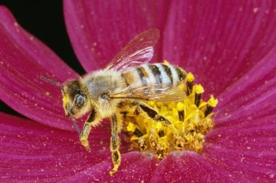 Насекомые-математики: медоносные пчелы оказались способными выполнять арифметические действия 
