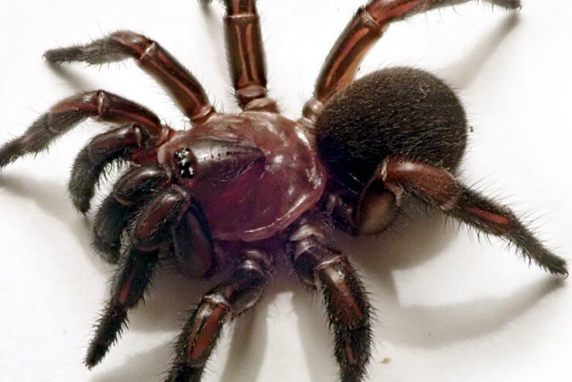 Австралийские арахнологи обнаружили целый род пауков, которые сооружают «двери» из паутины и растений для своих нор