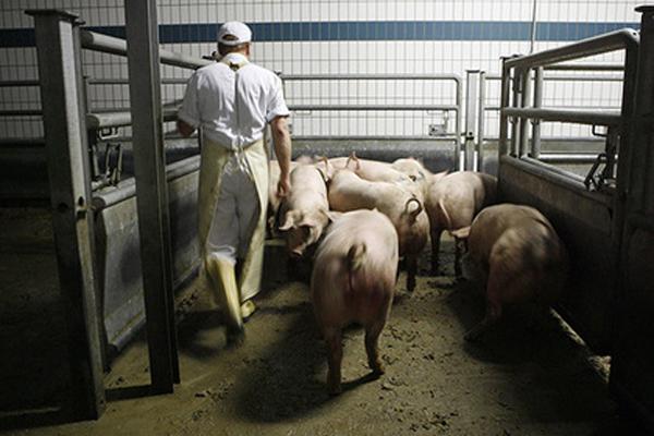 Немецкие и датские свиньи заразили гепатитом E сотни тысяч англичан