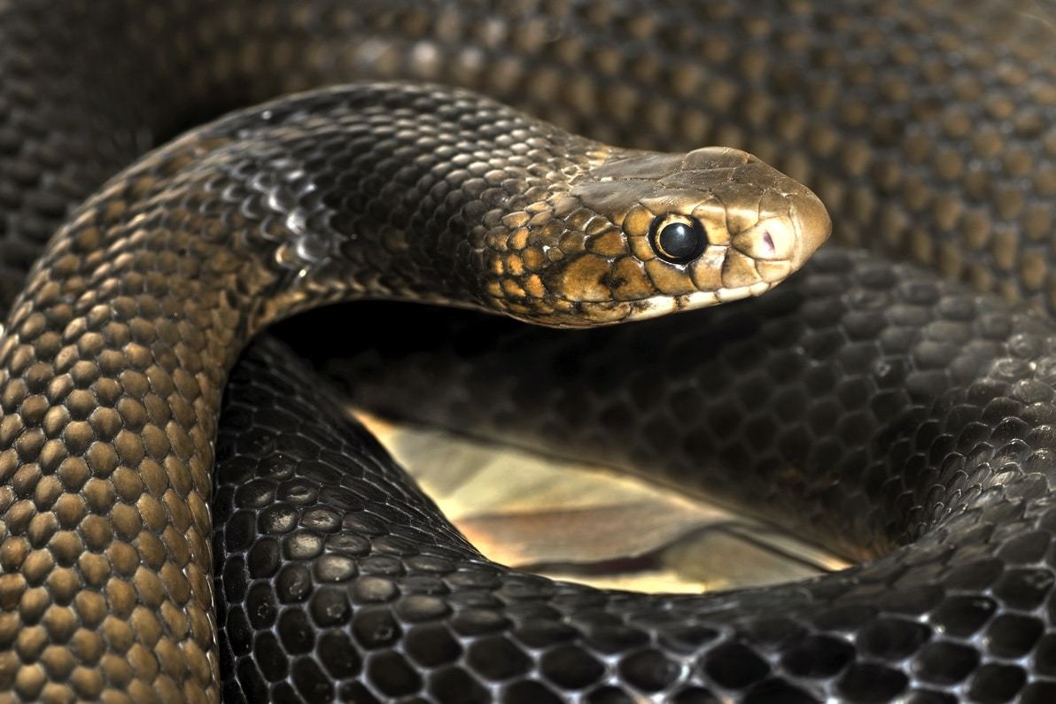 Медицина будущего: гидрогель на основе змеиного яда способен остановить массивное кровотечение