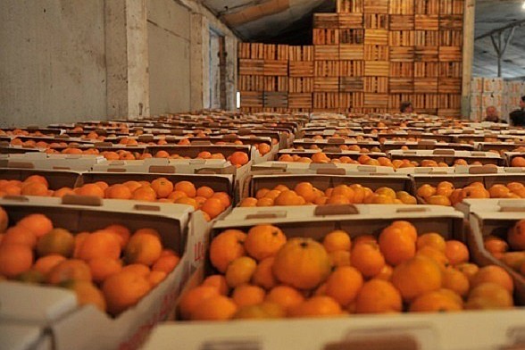 Россельхознадзор запретил ввоз 68 тонн мандаринов из Турции
