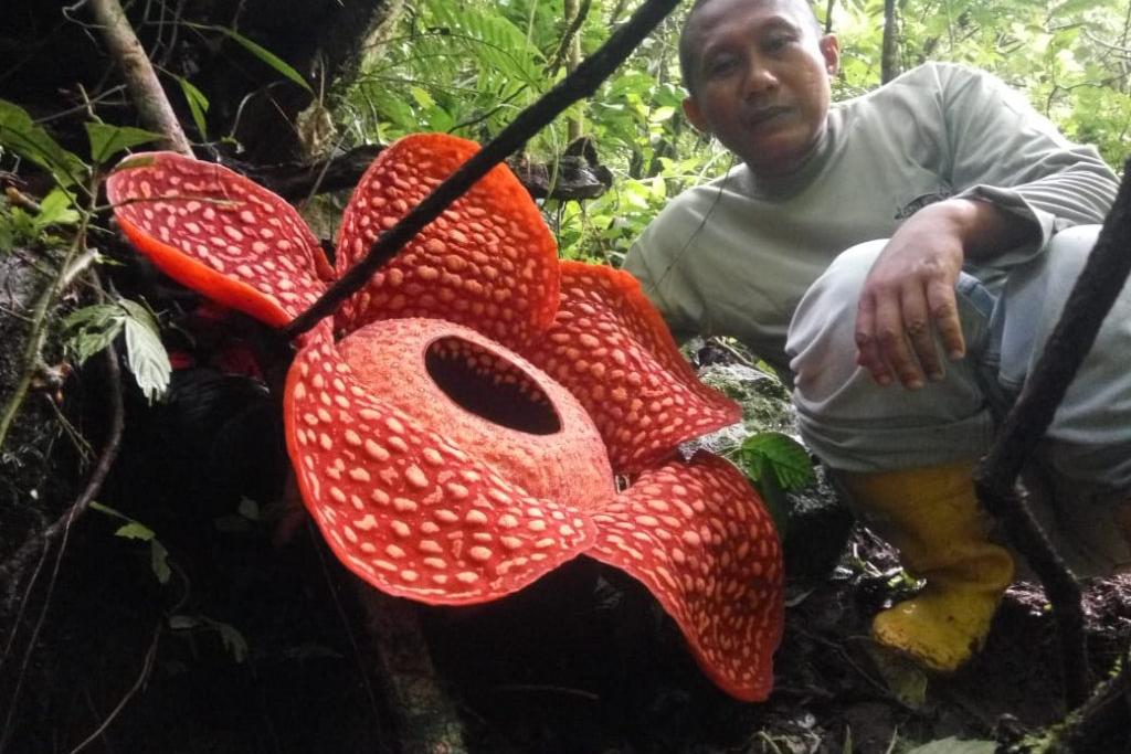 Раффлезия Арнольда: на Суматре найден цветок рекордной величины