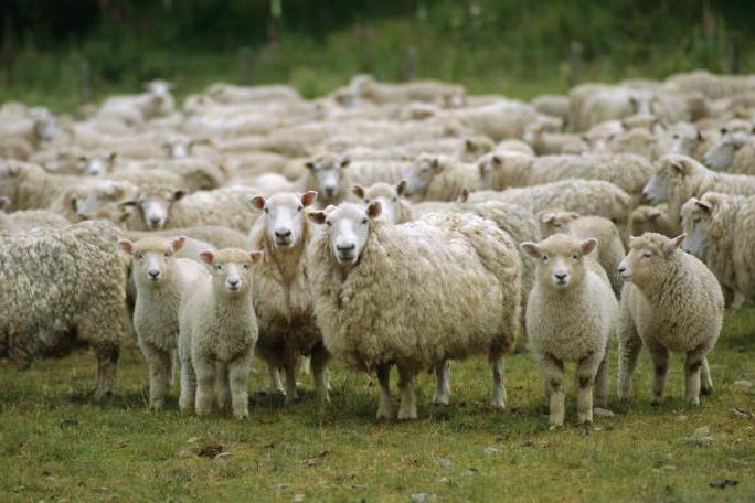 Азербайджанцы все еще не вернули похищенную отару овец жителю армянского села Тех