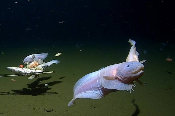 Рекорд 2017 года обновлен: ученые нашли самую глубоководную рыбу в мире
