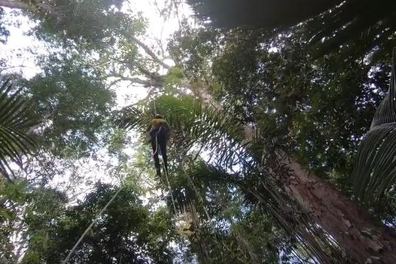 Великан-рекордсмен: в Амазонии нашли дерево высотой с 25-этажный дом