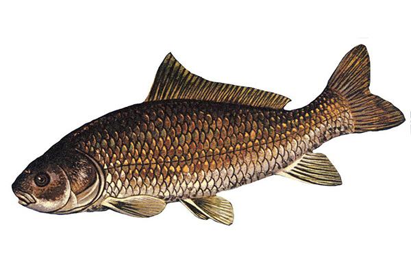 Не абсолютный рекорд, но куда больше, чем считалось до сих пор: в США ученые обнаружили рыбу возрастом 112 лет