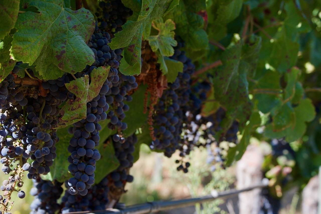 Ученые из Италии получили доказательства того, что современные сорта винного винограда, выращиваемого в Европе, — родом с Южного Кавказа
