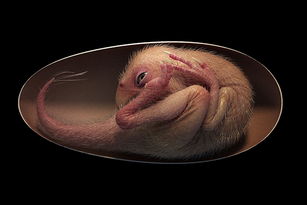 Уникальная находка: в окаменелом яйце динозавра нашли эмбрион, готовый вот-вот проклюнуться