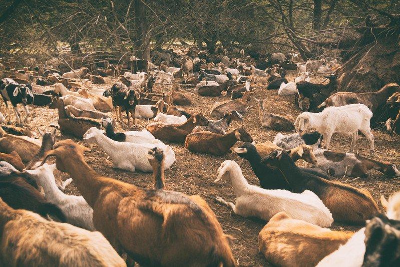 Уже традиция: козы помогли спасти от пожара Президентскую библиотеку в Калифорнии