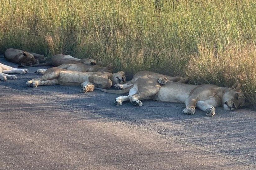 Mир без людей: в Африке львы заснули на некогда оживленной дороге