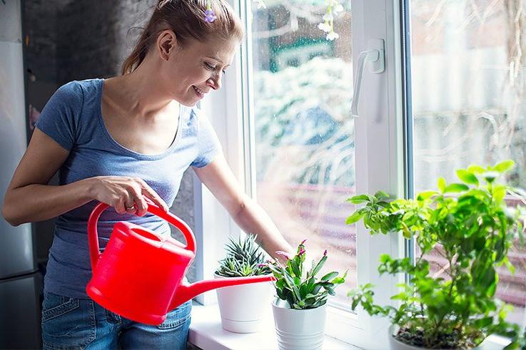Комнатные растения в действительности не способствуют очистке воздуха внутри помещений: исследование 
