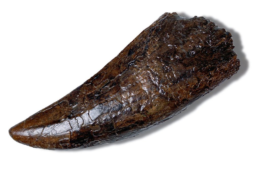 Палеонтологи негодуют: онлайн-музей начал продавать останки динозавров и мясо мамонта
