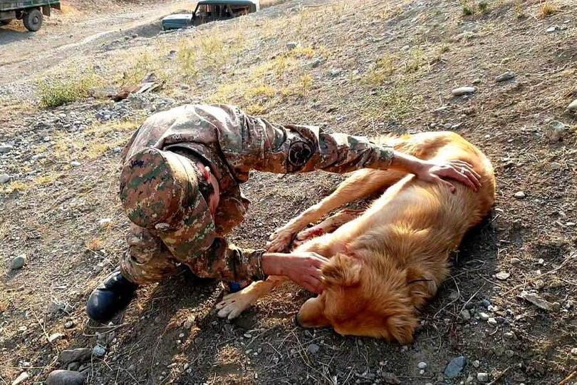 Մեկ ժամում 40-ից ավելի կրակոցներ. հակառակորդի կրակոցից վիրավորվել է դիտակետի շունը