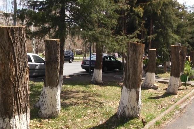 Դավթաշենում հատված ծառերի վնասը՝ 2 մլն 860 հազար դրամ. կասկածյալը ձերբակալված է