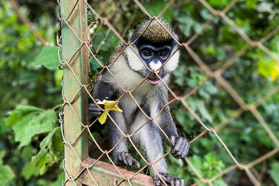Չներկրել Էկզոտիկ կապիկներ և կրծողներ՝ կանխելու կապիկի ծաղիկի մուտքը. ՀՎԿԱԿ-ը՝ նոր հիվանդության մասին