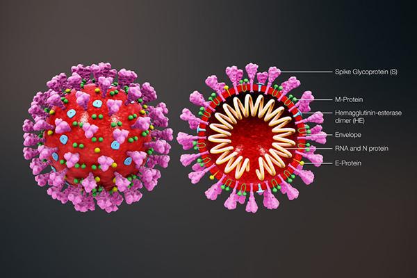 EbioMedicine: учёные опубликовали результаты первых доклинических испытаний вакцины от нового коронавируса