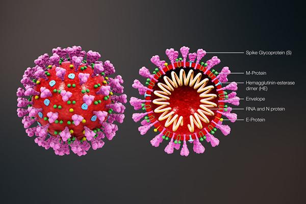 EbioMedicine: учёные опубликовали результаты первых доклинических испытаний вакцины от нового коронавируса